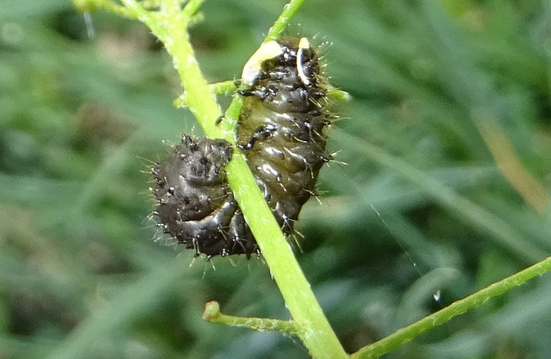 larva di........Galeruca cfr. tanaceti (Chrysomelidae)